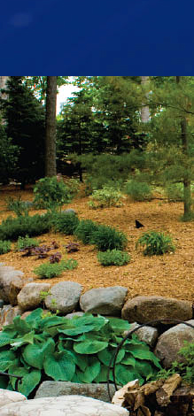 Landscaped yard